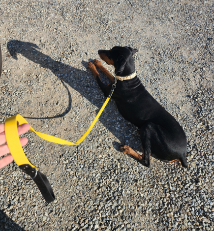 Standard Leash