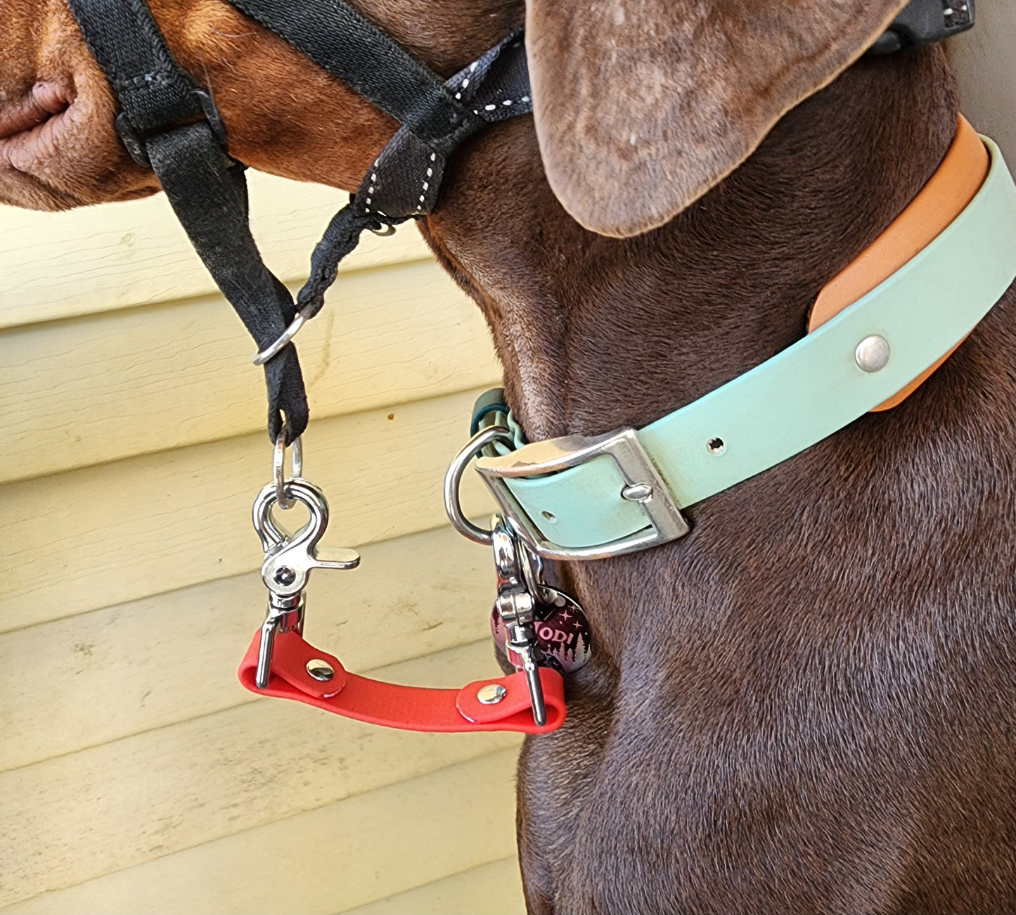 Dog collar safety snap